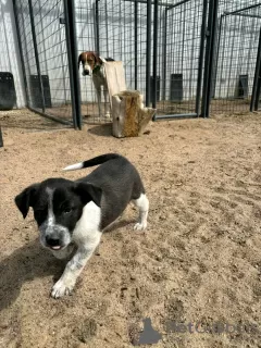 Zdjęcie №4. Sprzedam border collie w Амстердам. prywatne ogłoszenie - cena - negocjowane