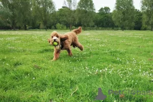 Zdjęcie №4. Sprzedam cocker spaniel amerykański w Brașov. prywatne ogłoszenie - cena - 3558zł