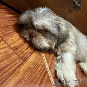 Dodatkowe zdjęcia: Szczeniak Shih Tzu gotowy do adopcji