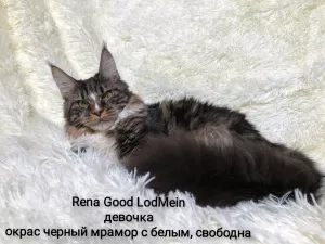 Dodatkowe zdjęcia: Maine Coon