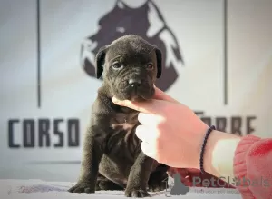 Zdjęcie №1. cane corso - na sprzedaż w Vršac | Bezpłatny | Zapowiedź №129035