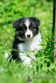 Zdjęcie №1. border collie - na sprzedaż w Kaługa | 4470zł | Zapowiedź №10708