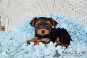 Zdjęcie №3. Wspaniałe szczenięta Yorkshire Terrier. Wielka Brytania