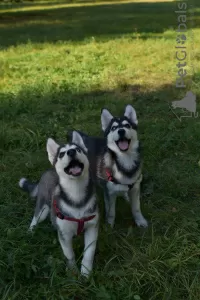 Dodatkowe zdjęcia: Szczeniaki husky syberyjskiego