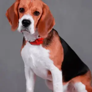 Dodatkowe zdjęcia: Sprzedam szczenięta rasy beagle