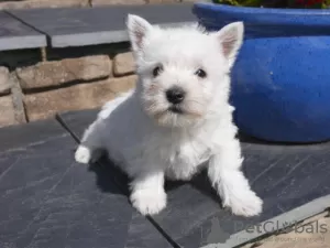 Zdjęcie №3. Oszałamiające szczenięta West Highland Terrier. Litwa