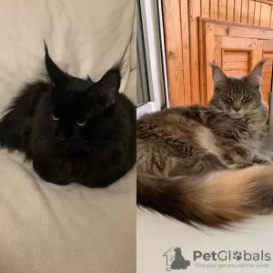 Dodatkowe zdjęcia: Koteczka Maine Coon