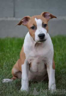 Dodatkowe zdjęcia: Amerykański Stafford Terrier NAJWYŻSZA JAKOŚĆ