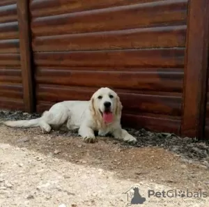 Dodatkowe zdjęcia: Szczenięta Golden Retrievera