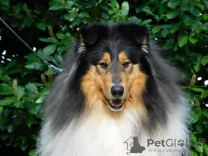 Dodatkowe zdjęcia: Szczeniaki Rough Collie