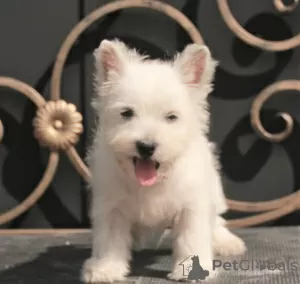 Dodatkowe zdjęcia: suczka szczeniaka west highland white terrier