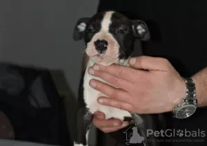 Dodatkowe zdjęcia: Amerykański Staffordshire Terrier