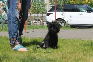 Zdjęcie №3. Szczenięta Affenpinscher. Federacja Rosyjska