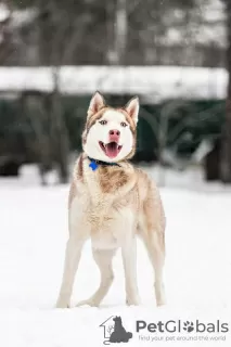 Dodatkowe zdjęcia: Przystojny husky Hart jest w dobrych rękach