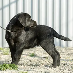 Dodatkowe zdjęcia: Szczenięta Labrador Retriever