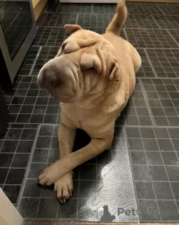 Zdjęcie №1. shar pei - na sprzedaż w Mediolan | 1465zł | Zapowiedź №110902