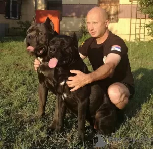 Zdjęcie №1. cane corso - na sprzedaż w Салоники | 1555zł | Zapowiedź №24819