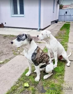 Zdjęcie №3. American Bulldog - suczki na sprzedaż. Serbia