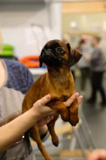 Dodatkowe zdjęcia: Dzieci Griffon i Ptie Brabancon