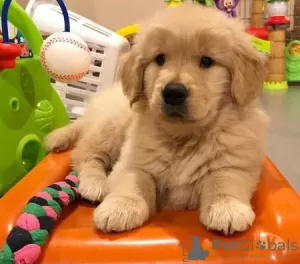 Dodatkowe zdjęcia: !! **Sprzedam Szczenięta Golden Retriever**