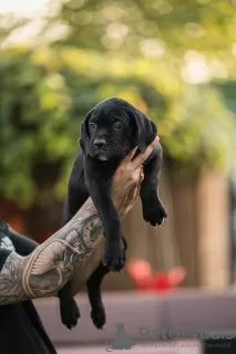 Zdjęcie №2 do zapowiedźy № 117472 na sprzedaż  cane corso - wkupić się Serbia hodowca