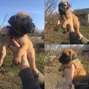 Zdjęcie №1. boerboel - na sprzedaż w Belgorod | 2518zł | Zapowiedź №10070