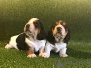 Zdjęcie №1. basset hound - na sprzedaż w Berlin | Bezpłatny | Zapowiedź №95920