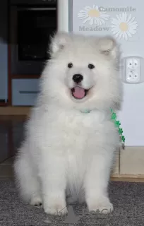 Dodatkowe zdjęcia: Samoyed Samojed, FCI- Camomile Meadow