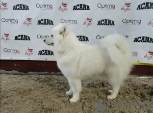 Zdjęcie №3. Sprzedaż szczeniąt rasowych rasy Samoyed. Białoruś