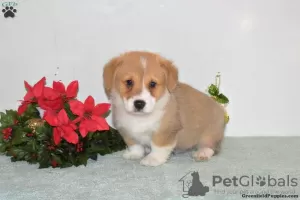 Zdjęcie №3. Piękne szczenięta Corgi 1(281)698-7719. USA