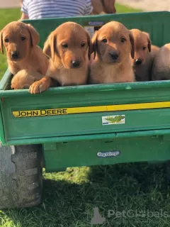 Zdjęcie №1. labrador retriever - na sprzedaż w Bremen | 2259zł | Zapowiedź №11624