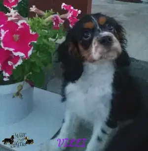 Zdjęcie №4. Sprzedam cavalier king charles spaniel w Brest. od żłobka - cena - 2132zł