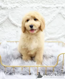 Dodatkowe zdjęcia: Golden retriever