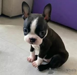 Zdjęcie №3. Sprzedam Urocze Szczeniaki Boston Terrier. Polska