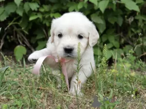 Dodatkowe zdjęcia: szczenięta golden retrievera