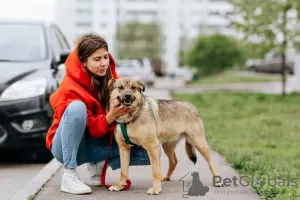 Zdjęcie №4. Sprzedam pies nierasowy w Москва. prywatne ogłoszenie - cena - Bezpłatny