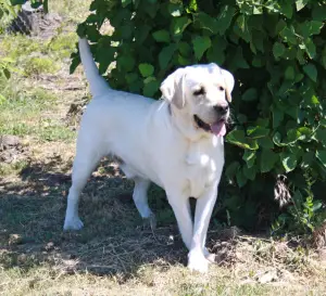 Zdjęcie №1. labrador retriever - na sprzedaż w Wołgodońsk | Negocjowane | Zapowiedź №3529