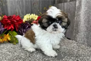 Zdjęcie №3. Charmante Shih Tzu-Welpen verfügbar. Belgia