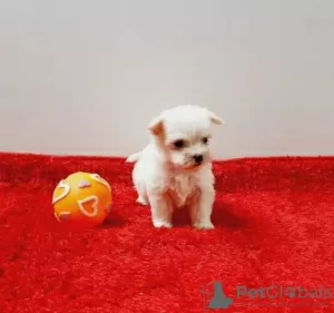 Zdjęcie №3. Cachorros bichon maltês à venda. Portugalia