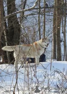 Dodatkowe zdjęcia: Husky Dymka szuka kochającej rodziny z męskim przywódcą!