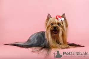 Dodatkowe zdjęcia: Szczenię rasy Yorkshire Terrier (standard)