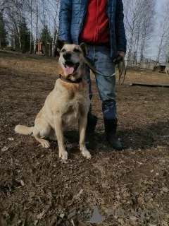 Dodatkowe zdjęcia: Nelson szuka domu!