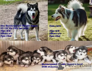 Zdjęcie №1. alaskan malamute - na sprzedaż w Хаапсалу | negocjowane | Zapowiedź №108125