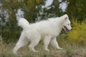 Dodatkowe zdjęcia: Samoyed Imperiya Sibiri Silvia Christelle