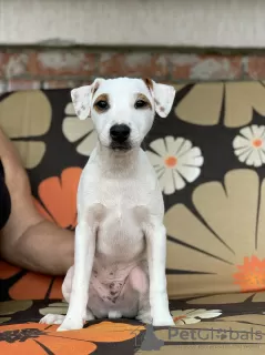 Zdjęcie №3. szczenięta parson russell terrier. Białoruś