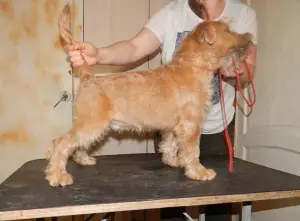 Zdjęcie №3. Irish Soft Coated Wheaten Terrier. Federacja Rosyjska