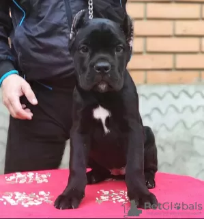 Zdjęcie №2 do zapowiedźy № 24819 na sprzedaż  cane corso - wkupić się Grecja 