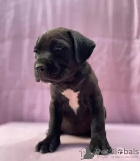 Zdjęcie №3. Cane Corso wspaniałe szczenięta rodowód FCI. Polska