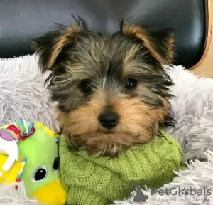 Zdjęcie №2 do zapowiedźy № 127301 na sprzedaż  yorkshire terrier biewer - wkupić się USA 