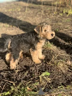 Dodatkowe zdjęcia: Szczenięta Lakeland Terrier